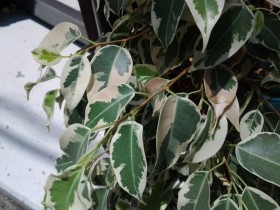 ベンジャミンの葉が茶色く変色