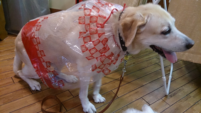 こんなエコもあります？