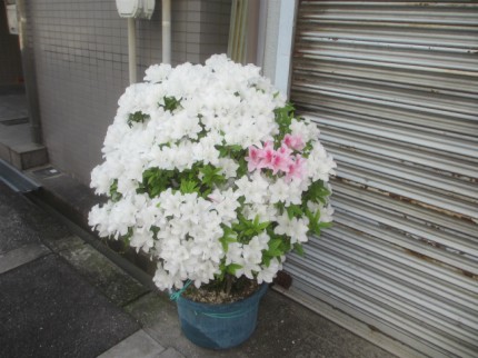 つつじが満開！！