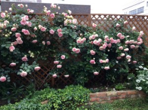 素敵な薔薇です
